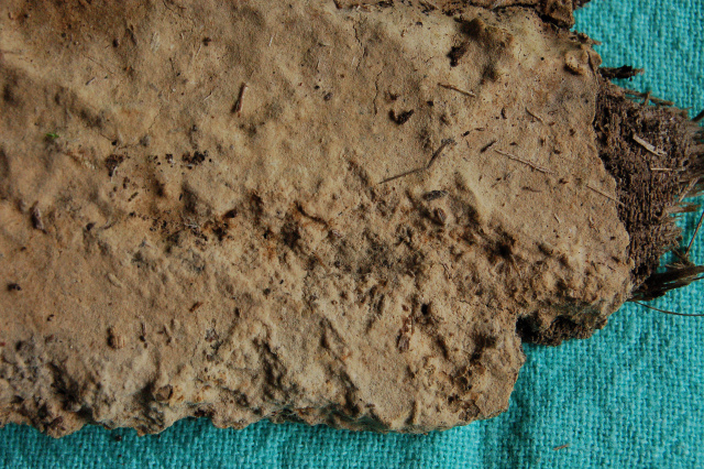 Botryobasidium isabellinum... un 